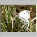 Anthocharis cardamines - Aurorafalter w03.jpg